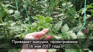 Привядает макушка, проветривание, 16 мая 2017 года