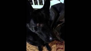 German Shepherd MUZZLE desensitization