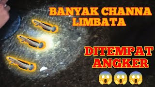 NEKAT || MANCING IKAN CHANA LIMBATA DITEMPAT ANGKER #ikan #chana #mancing #mancinglimbata