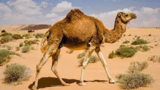 How Long Can Camels Survive Without Water ?