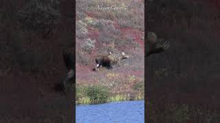 Huge Moose diving down the hill to the river #nature #shorts