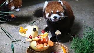 【red panda】Red Panda's Favorite Birthday Gift