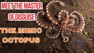 The Incredible Mimic Octopus: Master of Underwater Disguise