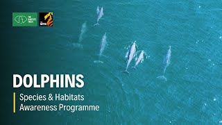 Dolphins - Species and Habitats Awareness Programme