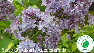 Сирень Аукубофолия. Бузок сортовий купити Україна. Syringa vulgaris Aucubaefolia. Саджанці бузка