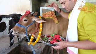 Gopa Ashtami Gau Grass Gau Bhojan and Vastra Seva in Kashi Kshetra