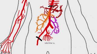 Abdominal Aortic Branches | Medical Snippet