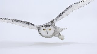 Полярные совы # snowy owl