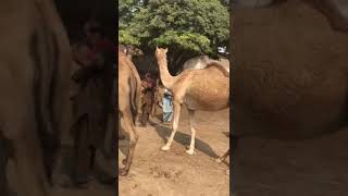 Camels market short❤❤❤❤ #animals #camel #youtubeshorts #youtubevideos #peacock #ytshorts #goat