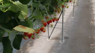 Strawberry picking in Japan is so much fun!!!