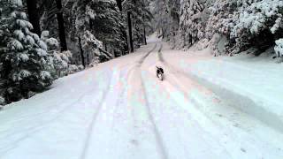 Puppy playing in the snow