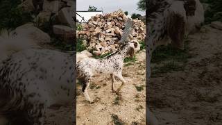 Masha Allah top quality makka cheena male kid #goatfarming #qurbanicollection #animal