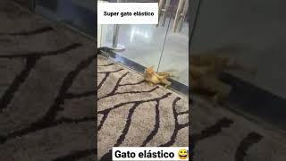 SUPER GATO ELÁSTICO