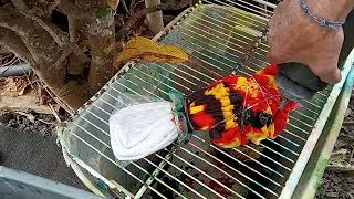 DIY How to tie dye paint dye art on a shirt VOLCANO pele' made in Hawaii tiedyehobo style