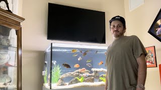 Behind the Scenes: My African Cichlid Display Tank