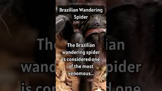 Brazilian Wandering Spider: The Brazilian Wandering Spider's Threatening Ballet! 🕷️⚠️✨