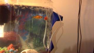 My goldfish playing in the bubbles