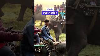 Kaziranga zeep and Elephant Safari | Total cost | #elephantsafari #shorts | explore with babai