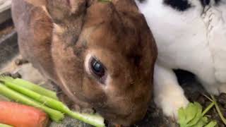 Bunny ASMR Cute Bunnies Rabits Eating Munch Munch Sounds