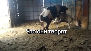 Будни на хуторе, Быки взбесились увидев первый раз белый свет.