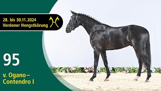 No. 95 Stallion by Ogano - Contendro I | Verden Stallion Licensing 2024- Jumping - Nov. 29/30