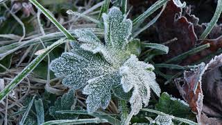 Frost Melting On Wildflower Leaves From Dawn's Sunlight: 1 Hour in 1 Minute