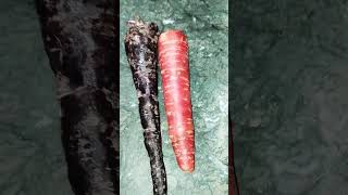 #video  black carrot