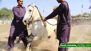 Horse Dance Ghora Durre Najaf shah sawar mahr tanveer haider bharwana Boht acha ghora Dance 2023