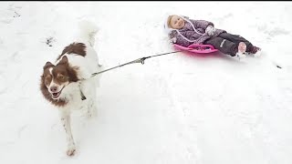 Запрягли собаку в детские санки