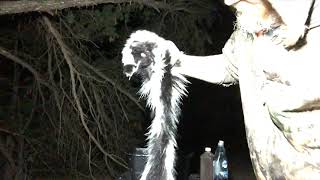 Descenting A Skunk Pelt