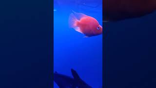 Beautiful fishes in my aquarium soo loving #viralvideo #ytshorts #ytshortvideo #aquarumfishes