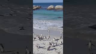 Bodysurfing penguins in South Africa