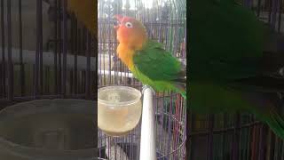 burung lovebird SUBSCRIBE🙏🙏