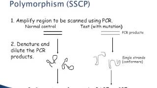 Mutation Detection 1