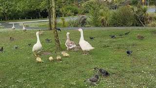 Amazing Birds flocking together