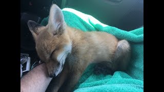 Sleepy Baby Rescued Red Fox