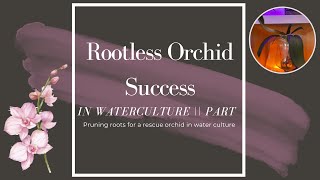 Rootless Orchid in Water Culture || Part 2