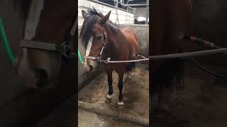 Loved it #pony #horse #shortvideo #cutepony