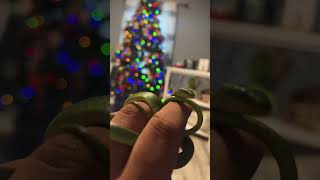 Subscribe thank you =), my rough green snake hanging out with me #shorts #snake #animals