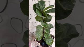 Indoor plant Fiddle leaf fig #indorplants #homedecor