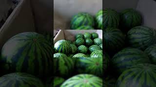 Florida's $300 Million Watermelon Empire EXPOSED #farming #watermelon #watermelonfarming