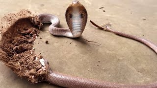 How to make a snake trap with a water bottle and pvc pipe | mouse trap