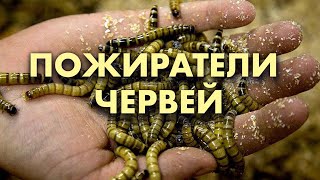 ПОЖИРАТЕЛИ ЧЕРВЕЙ