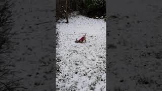 Border Terrier's reaction to seeing snow for the first time!