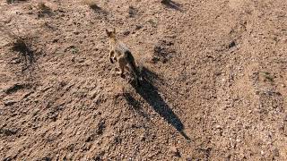 A Little Cat Walk in the Desert 🏜️