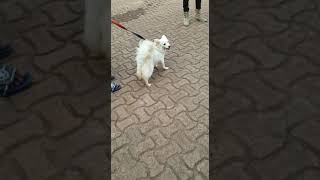 Japanese Spitz dog wants to attack #japanesespitz #spitz #spitzdog #spitz_puppy #dogs #dogshorts