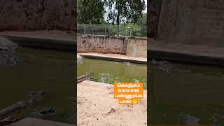 Crocodiles vedios || zoo vedios india || Saravana ganesh vlogs || #viral