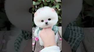 Mini  Funny and Cute Pomeranian