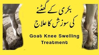 Goat Knee Swelling Treatment || Bakri ka ghutna sooj gya || بکرے کے سوجے ہوئے گھٹنے کا علاج