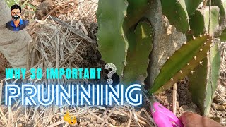 How To Prune In Dragon Fruit Farming || Why 1$t Pruning Is So Important? || By Deb Dragon Official